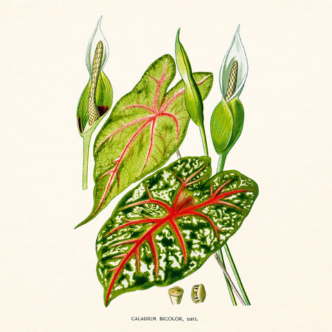 Grid calendar Herbarium 2027, PLASTIC FREE, 30 x 30 cm