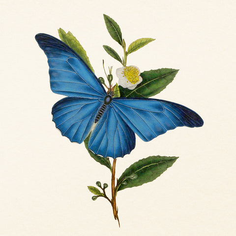 Grid calendar Butterflies 2027, PLASTIC FREE, 30 x 30 cm