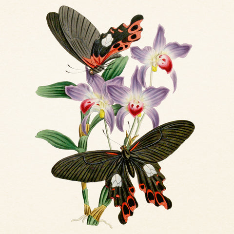 Grid calendar Butterflies 2027, PLASTIC FREE, 30 x 30 cm
