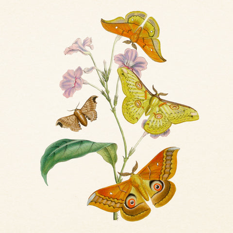 Grid calendar Butterflies 2027, PLASTIC FREE, 30 x 30 cm