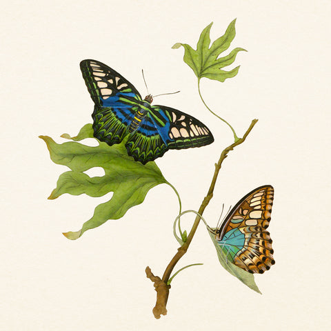 Grid calendar Butterflies 2027, PLASTIC FREE, 30 x 30 cm