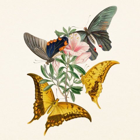 Grid calendar Butterflies 2027, PLASTIC FREE, 30 x 30 cm