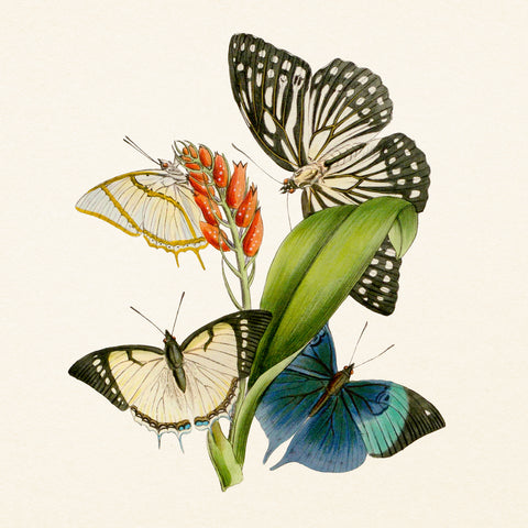 Grid calendar Butterflies 2027, PLASTIC FREE, 30 x 30 cm