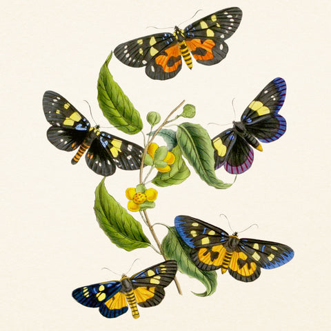 Grid calendar Butterflies 2027, PLASTIC FREE, 30 x 30 cm