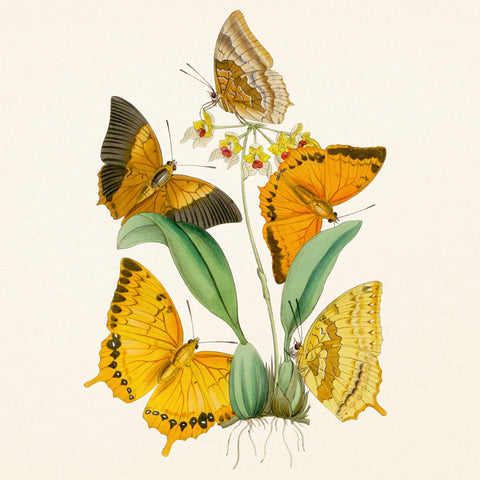 Grid calendar Butterflies 2027, PLASTIC FREE, 30 x 30 cm
