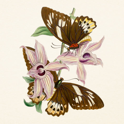 Grid calendar Butterflies 2027, PLASTIC FREE, 30 x 30 cm